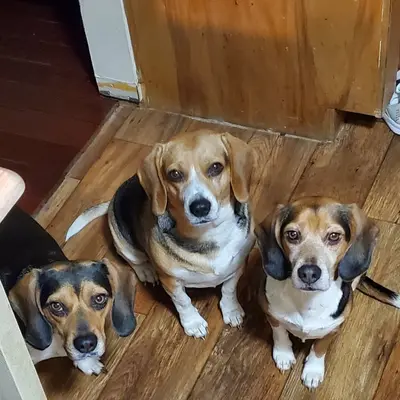 BeagleTrio