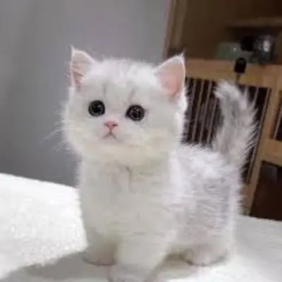 Nemerialol