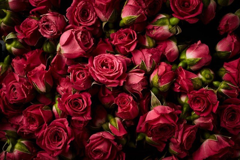 Rosy