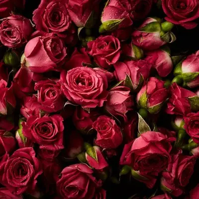 Rosy